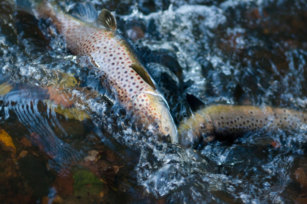 Två öringar leker i vatten.